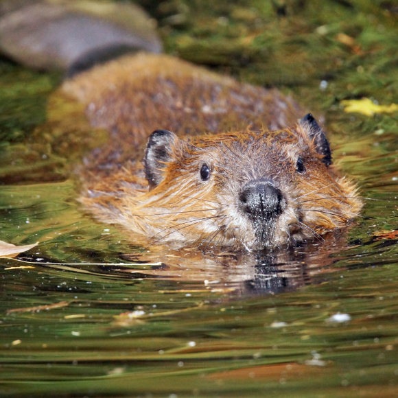 يبنون في مواجهة الاحتباس الحراري