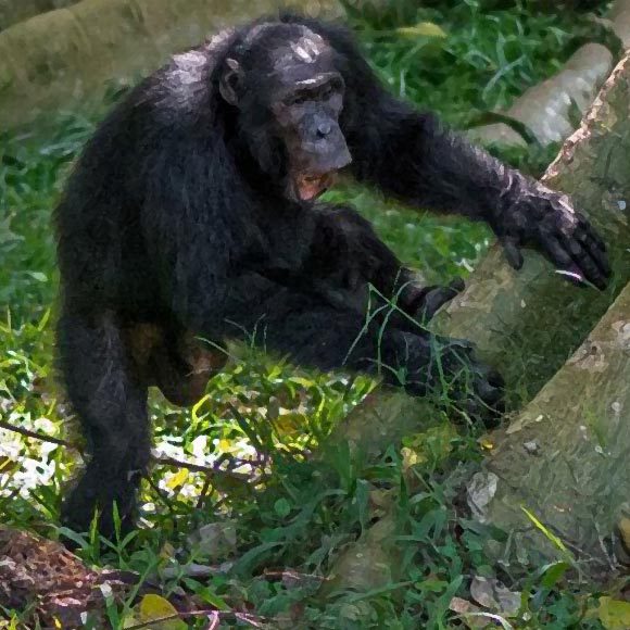 شبكة التّواصل عند الشمبانزي