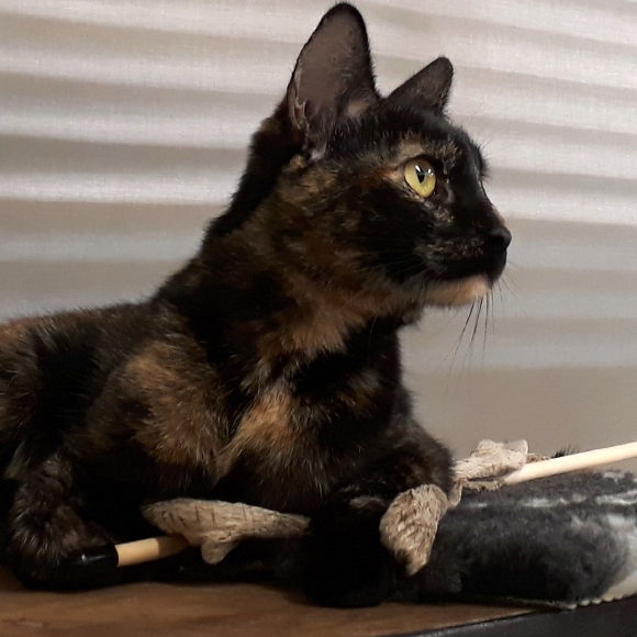 قطتي الذكية