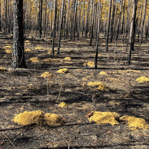 هل تجيد القوارض الزراعة؟ ترتكز الإجابة على من يُوجَّه إليه هذا السّؤال!