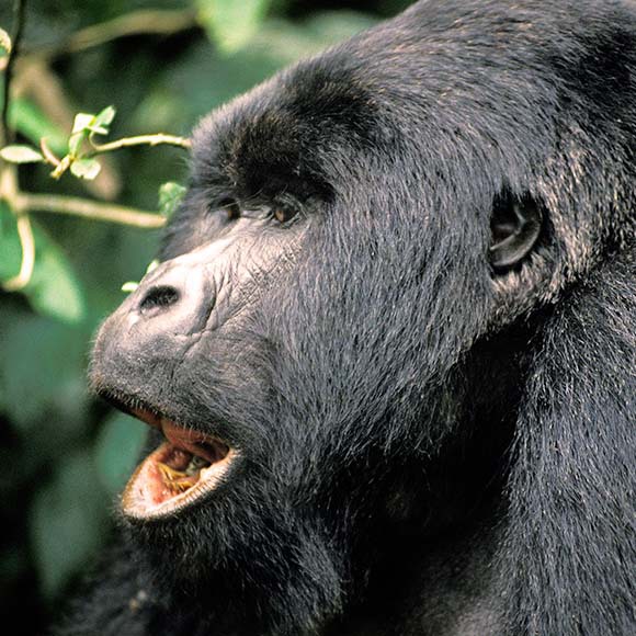 أصوات الغوريلّا الجديدة