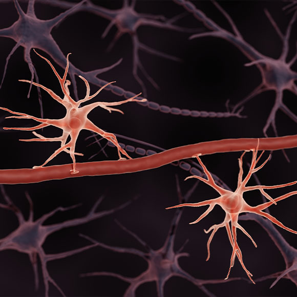 فتْحُ الطريق إلى الدّماغ