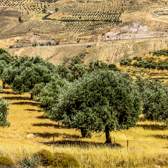 نوى الزيتون- وسيلة لمعرفة الأرصاد الجوّيّة التاريخيّة