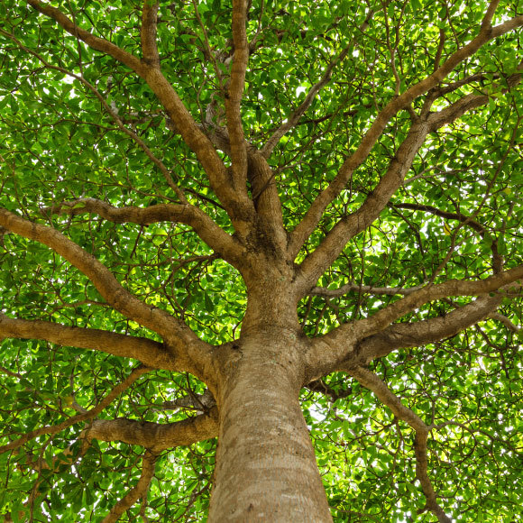 كان ليوناردو على حقّ! إلى حدٍّ ما