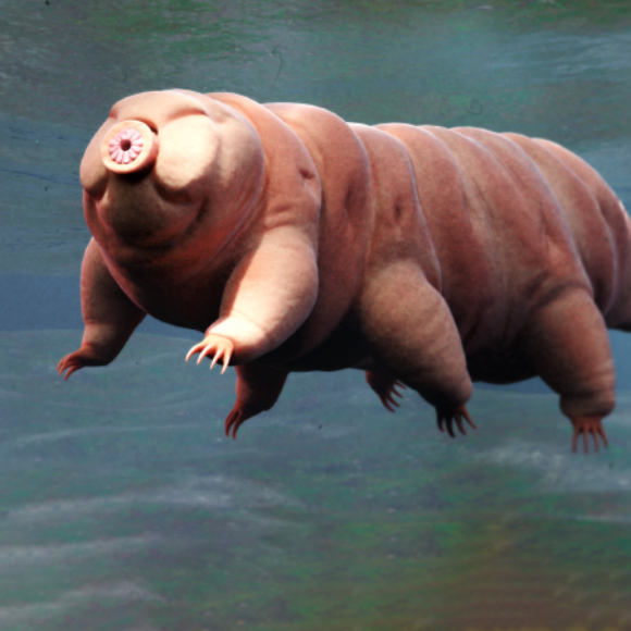 سرُّ دُببة الماء