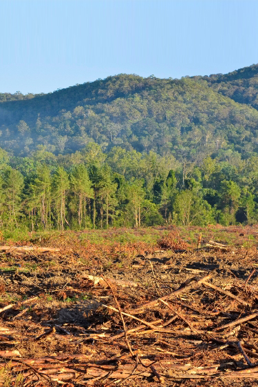 האם נטיעת עצים תבלום את התחממות כדור הארץ?