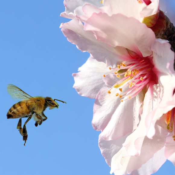 ماذا تعرفون عن النباتات؟ غسيل دماغ 91