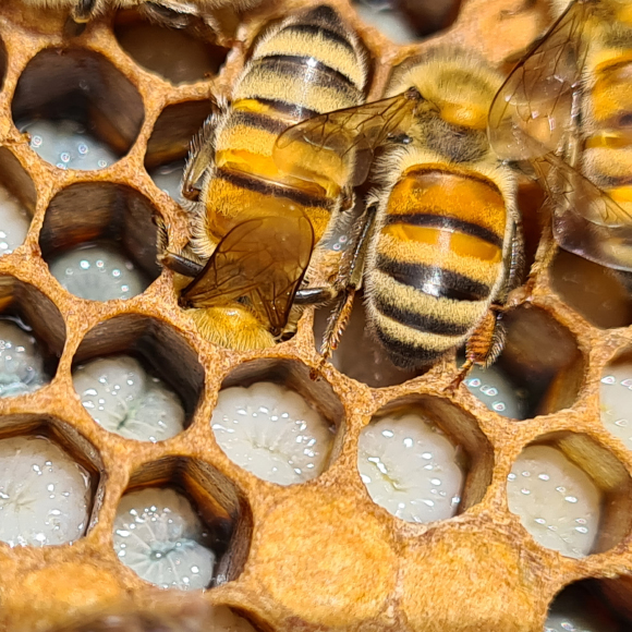 التّطعيم الملكيّ سيحمي خليّة النّحل