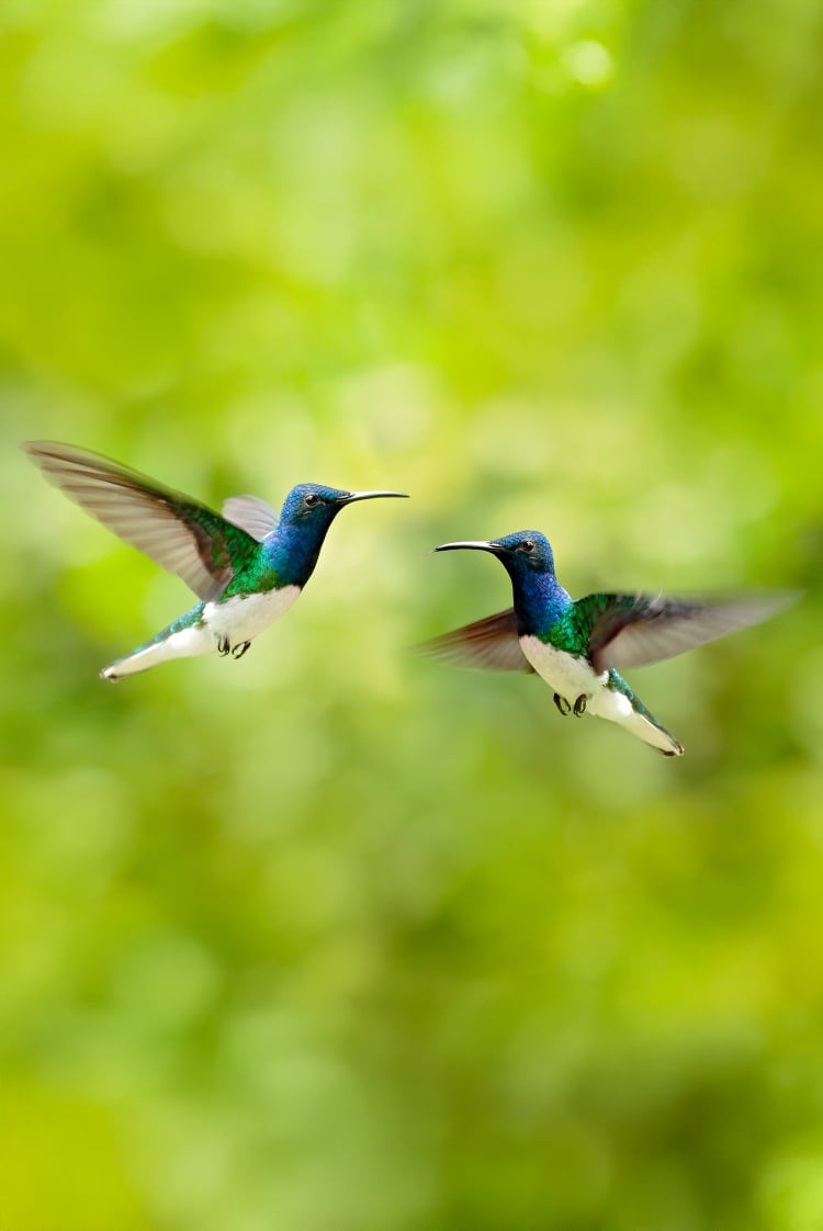 הציפורים הצבועות