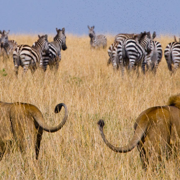 Cooperation, Betrayal and Conflict – Exploring the Prisoner’s Dilemma