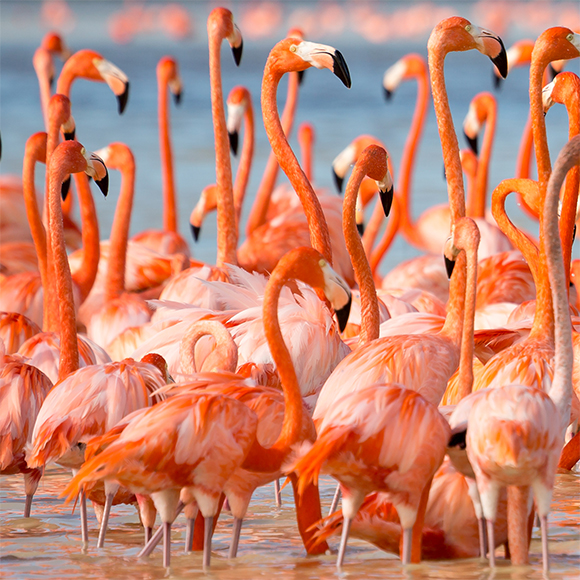 طيور الفلامنجو تبني علاقات اجتماعيّة