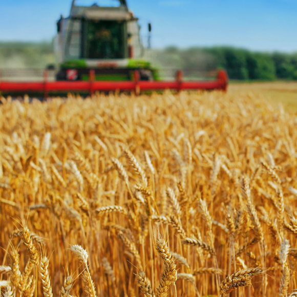 بحرٌ من السَّنابل