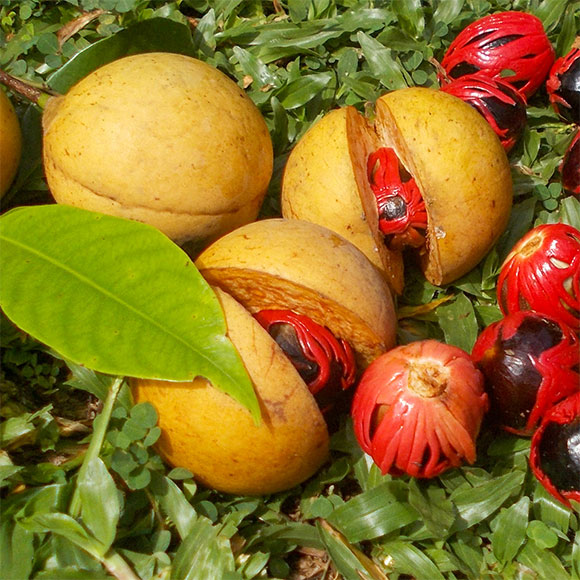 جوْزة الطّيب: ما بين المذاق الفريد والسُّميَّة