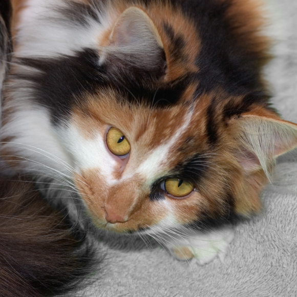 The Calico Cat That Teaches Us Genetics