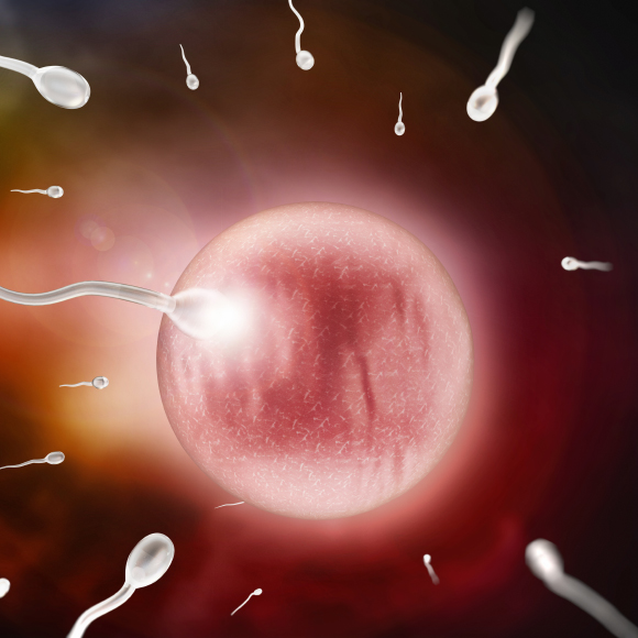 Ensuring Fertilization by a Single Sperm
