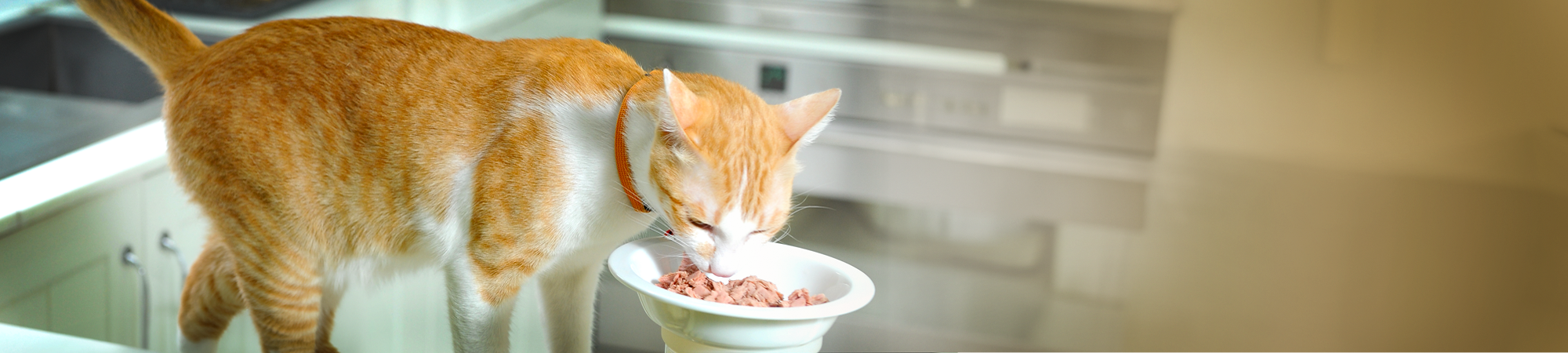 davidson.weizmann.ac.il