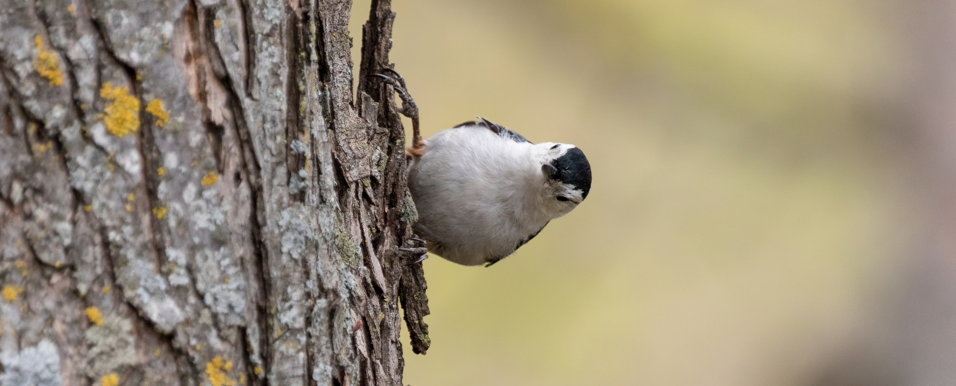 מחקים קולות, פותרים בעיות