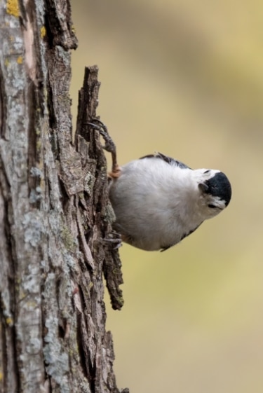 מחקים קולות, פותרים בעיות