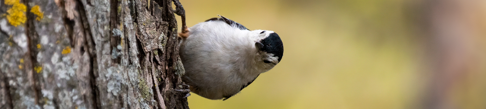 מחקים קולות, פותרים בעיות