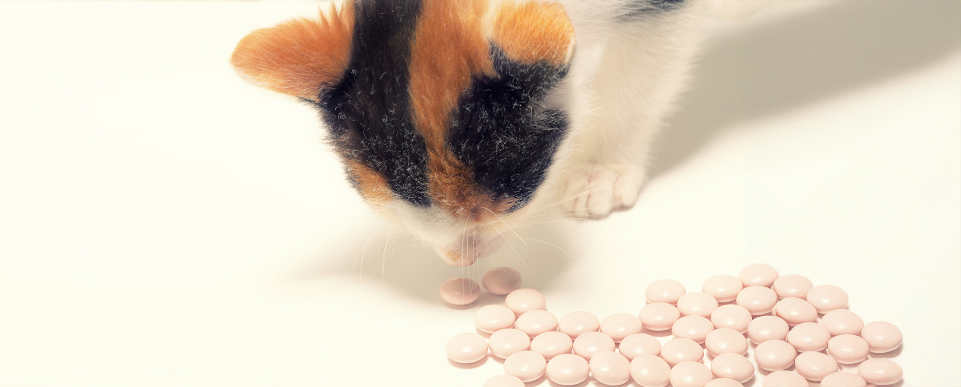 תעלומת הפלצבו בממלכת החיות