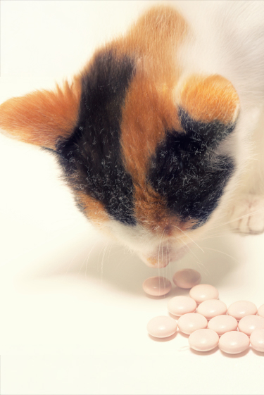 תעלומת הפלצבו בממלכת החיות