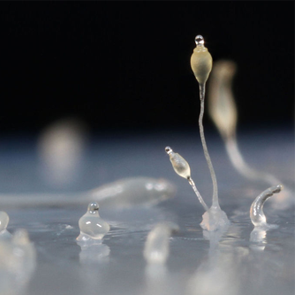ריריות אלטרואיסטיות, חקלאיות ורמאיות