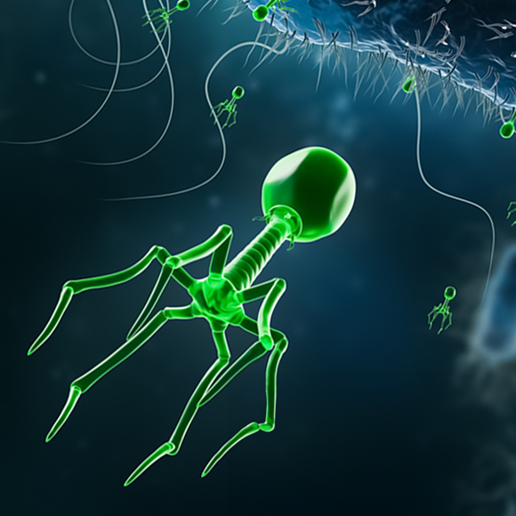 جيشٌ مُدمِّر للبكتيريا