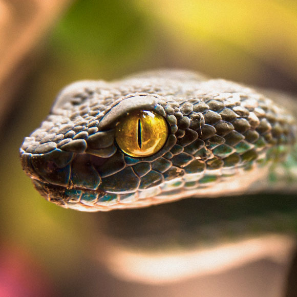 هل نولد مع الخوف من الثعابين