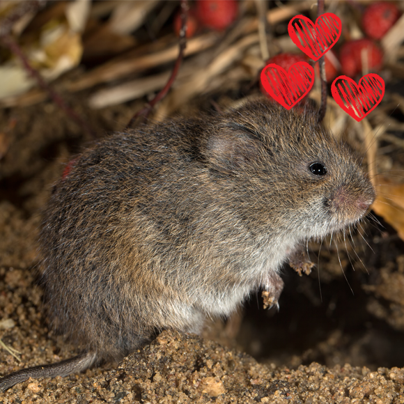 الإدمان على الحبّ