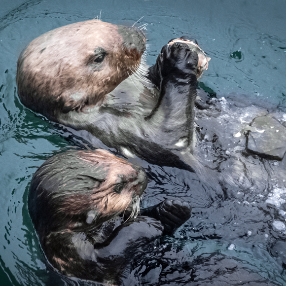 משתמשים בכלים ושומרים על השיניים