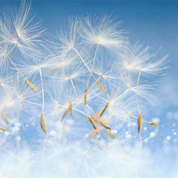 طرق تكاثر النباتات