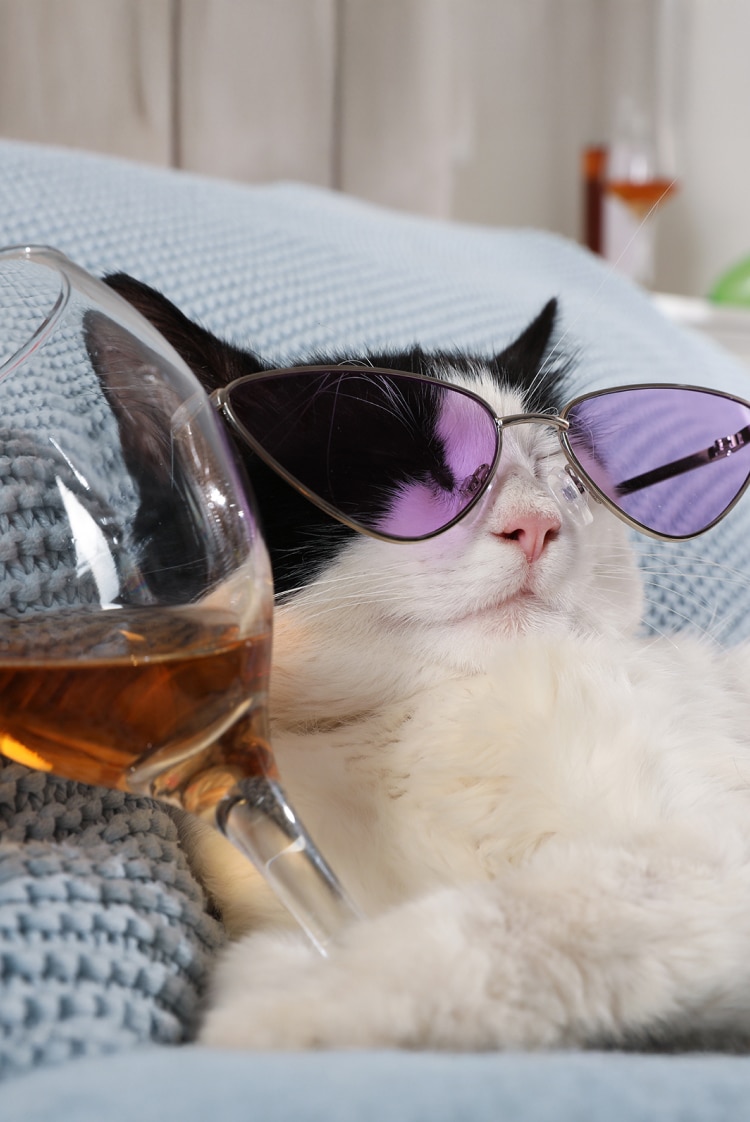 עדלאידע? עד-לא-חמרמורת!