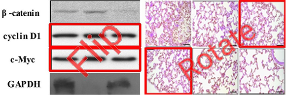 תוכנות מחלצות באופן אוטומטי תמונות ממאמרים ובודקות אותן.דוגמאות לזיהוי של תמונה משוכפלת בסיבוב (מימין) או משוכפלת בהיפוך (משמאל) באמצעות כלי הזיהוי של  Proofig AI | התמונות באדיבות Proofig AI