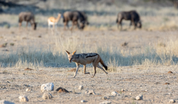 בכל מקרה של ספק מגע בחיה חולה יש לפנות ללשכת הבריאות הקרובה ולהתייעץ לגבי סכנת הכלבת. תן שחור-גב במדבר | David OBrien, Shutterstock