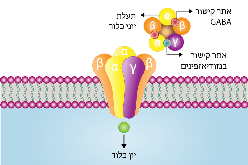הבנזודיאזפין נקשר לאזור בקולטן ומשנה את מבנהו המרחבי, כך שיותר יוני כלור נכנסים לתא העצב ומונעים ממנו להפעיל אות עצבי. קולטן GABA בקרום תא עצב ובמבט מלמעלה | Ph-HY, Shutterstock