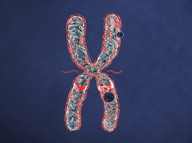 מולקולת RNA בשם Xist מיוצרת מאחד העותקים של כרומוזום X, עוטפת אותו ומונעת ממנו לפעול בתא. השתקת כרומוזום X | מקור: Nicolle R. Fuller / Science Photo Library