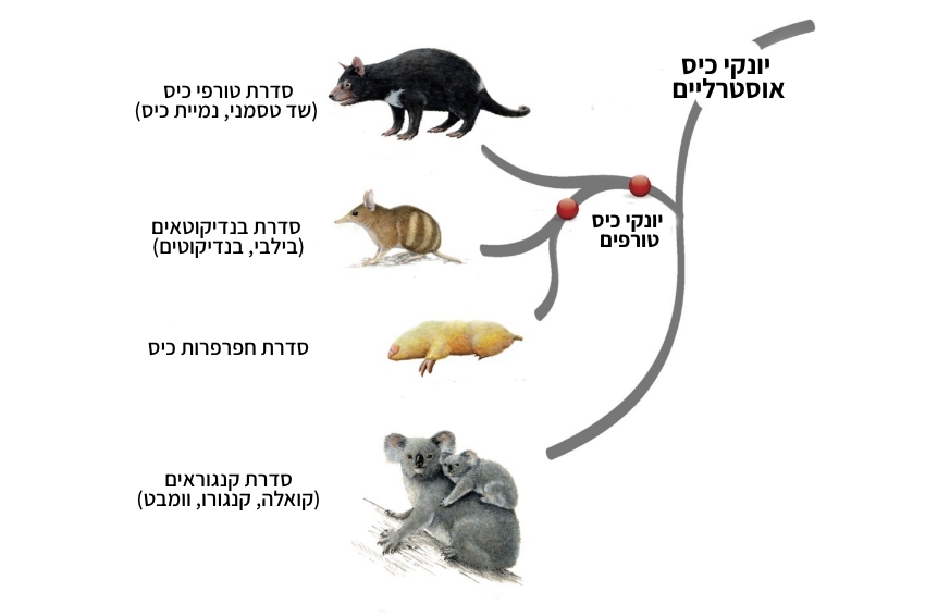 עץ אבולוציוני של העל-סדרה יונקי כיס אוסטרליים, המבוסס על השוואת גנומים, המרחקים בין הענפים משקפים את הקרבה הגנטית בין הקבוצות. חפרפרת הכיס ממוקמת כקרובת משפחה של הבילבים והבנדיקוטים, ולא כענף נפרד כפי שסברו בעבר | מתוך Frankenberg et al., 2025