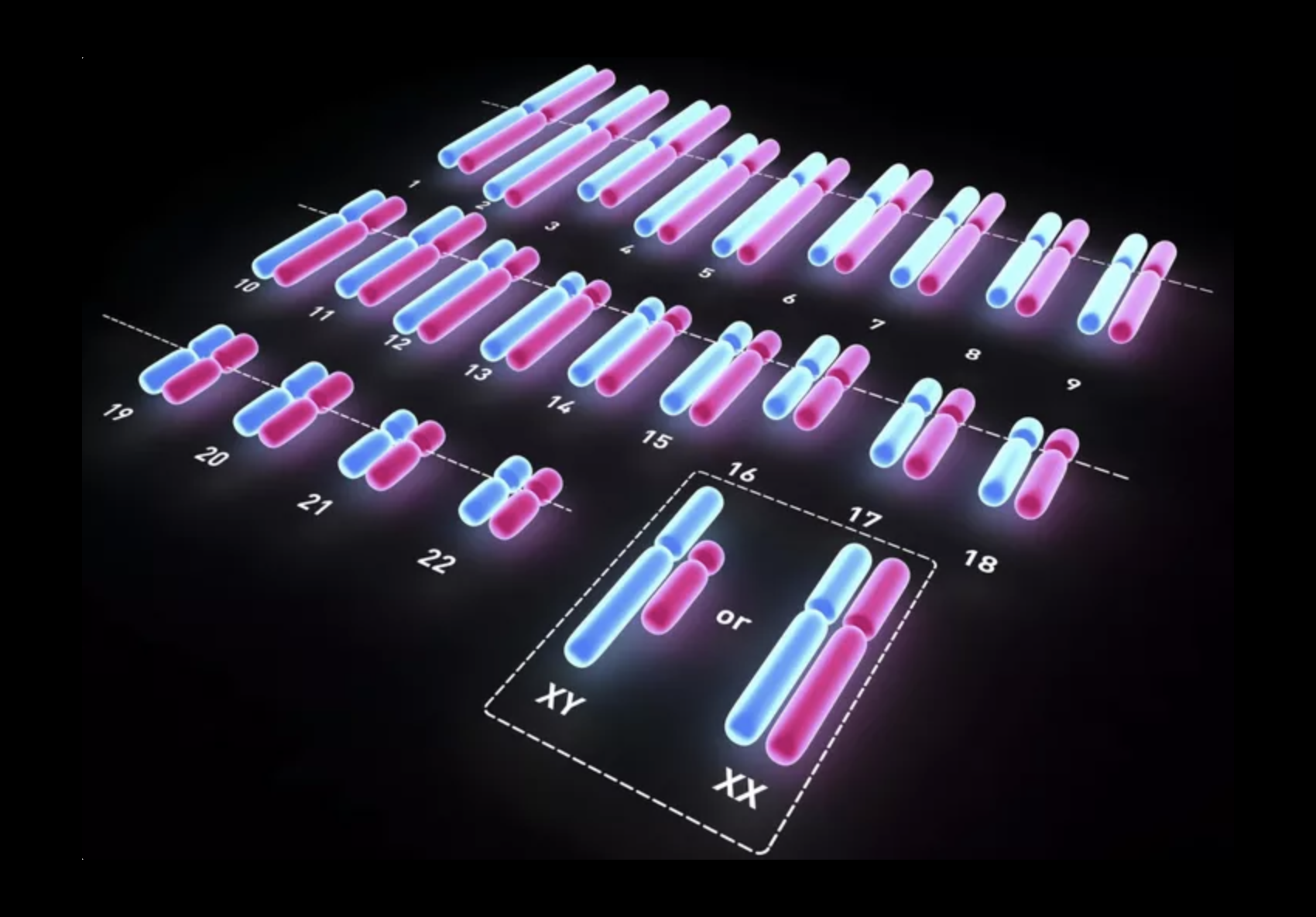 תאי הזכרים מאופיינים בכרומוזום X ובכרומוזום Y, ואילו לנקבות שני עותקים של כרומוזום X. עשרים ושלושה זוגות של כרומוזומים באדם | Alfred Pasieka / Science Photo Library