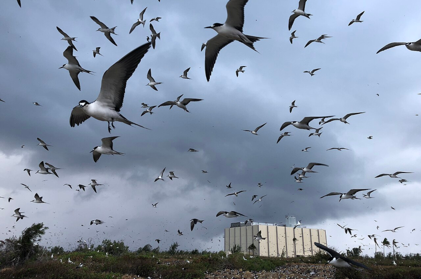 הטילים יחפשו מקום אחר, בינתיים. ציפורי שחפית כהה נוסקות באטול ג'ונסטון | צילום: Eric Baker, FWS, Public Domain