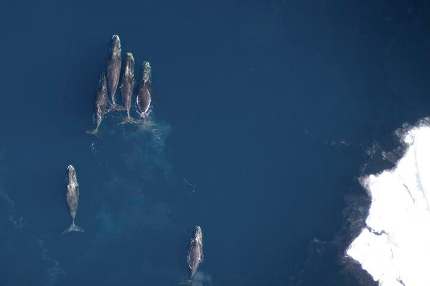 הלווייתנים מסננים כמויות גדולות ולא בררניות של מזון ימי, והחוקרים מדדו את ריכוז הרעלנים בצואתם. לווייתני בלנה גרינלנדית בים בופור | Amelia Brower NOAA Fisheries/AFSC/MML 