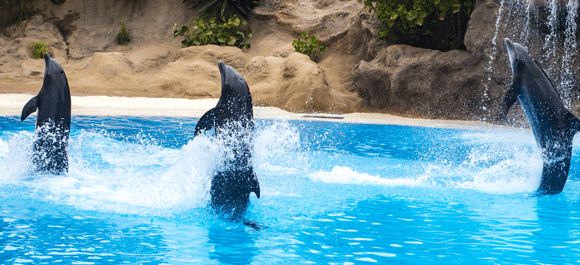 דולפינים תועדו "הולכים על הזנב" בטבע, פעולה שאין לה ערך בטבע ולמדו מחברת להקה שהייתה בדולפינריום. הליכת זנב של דולפינים בשבי | צילום: Miklos Lissa, Shutterstock