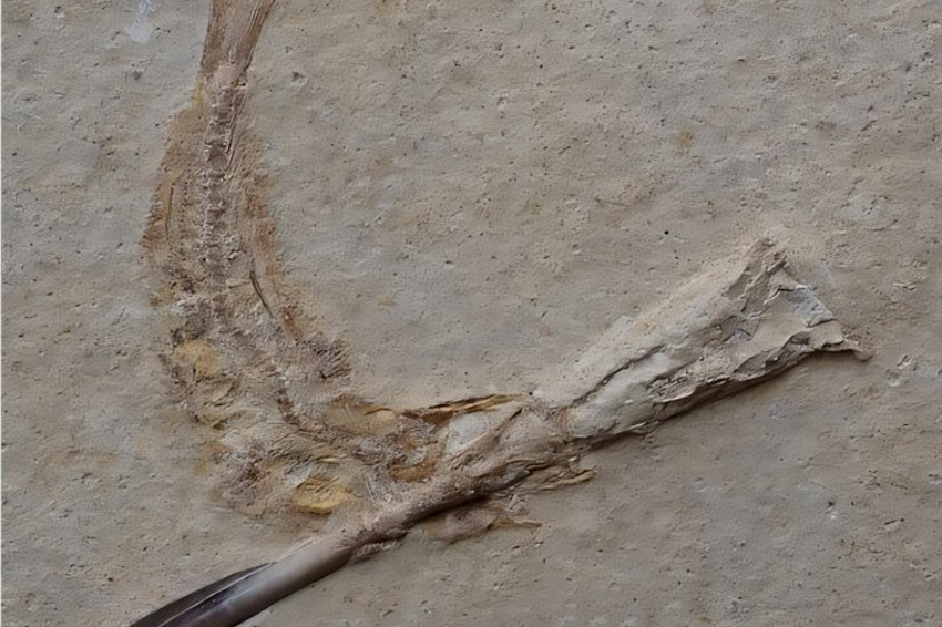 מספר לא מבוטל של דגי התרסיס מתו מבליעת יצור בשם בלמניט. מאובן של תרסיס שבלמניט תקוע בפיו | מתוך המאמר Ebert and Kölbl-Ebert 2025