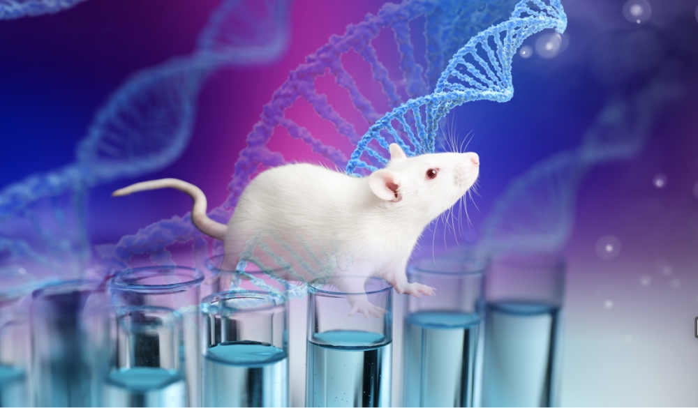 הצמחה מחדש של איברים שנקטעו היא תופעה נדירה מאוד ביונקים. עכבר מעבדה | מקור:: Vasiliy Koval, New Africa, Shutterstock