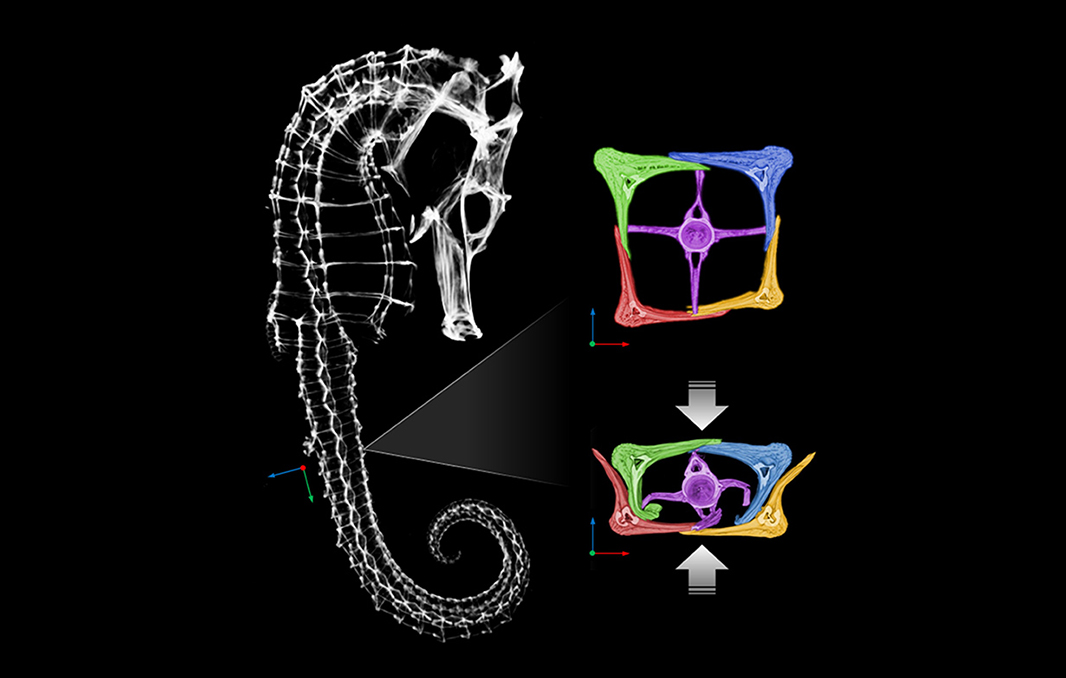 זנבו של סוסון הים בנוי מלוחות עצם (באדום, ירוק, צהוב, כחול) שמקיפים את חוליות עמוד השדרה (בוורוד). שלד סוסון הים (שמאל), חתך רוחב של הזנב במצב רגיל (ימין למעלה) ובהפעלת כוח מעיכה (ימין למטה) | מתוך Porter et al., 2015
