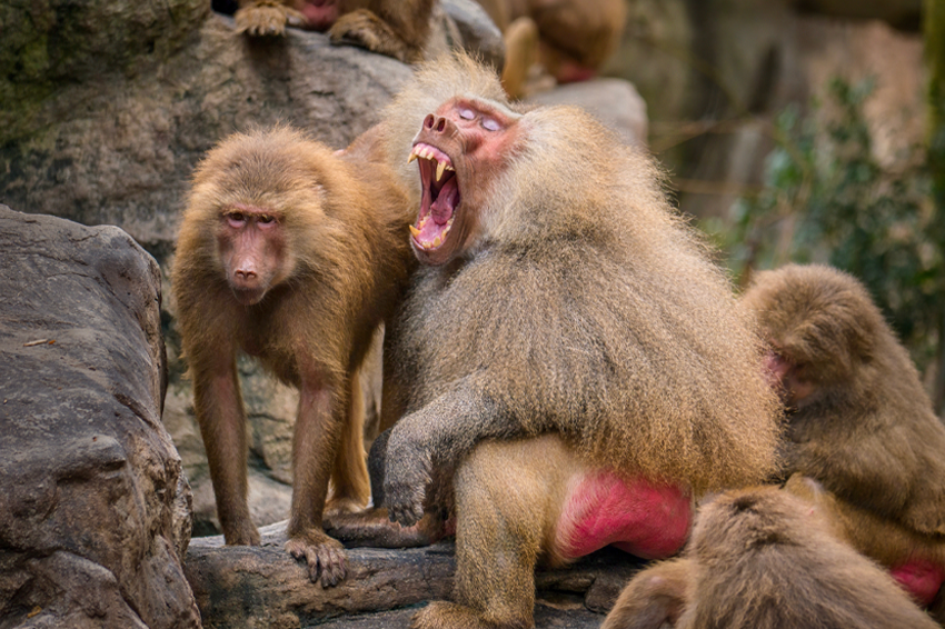 במינים בהם הזכרים גדולים יותר משמעותית מהנקבות או יש להם ניבים גדולים וחזקים יותר, הם ניצחו ברוב הקרבות. בבון זכר מראה את ניביו הגדולים | Shutterrstock, CherylRamalho