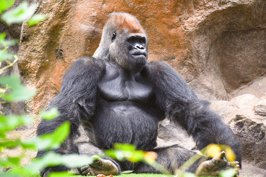ההנחה הבסיסית הייתה שזכר האלפא, הגדול והחזק ביותר, הוא השליט. זכר גורילה | Shutterstock, FineShine