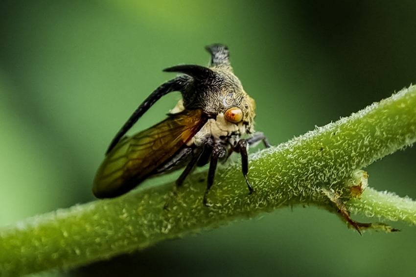 חוקרים מאנגליה גילו כי לפחות חלק מתפקידן של הקסדות הוא חישת מטען חשמלי.  גבנונית מהמין Centrotus cornutus על ענף עץ | Hendra Susanto0311, Shutterstock