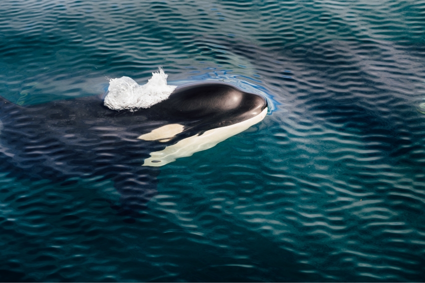 נראה כי הנשיקה נועדה להוריד מתח ולהפחית עימותים בין פרטים צעירים שעדיין לא מעורבים באינטראקציות של בוגרים. לווייתן קטלן | Elena_prosvirova, Shutterstock