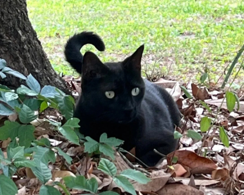 מסייע בתגליות מדעיות. פפר החתול |  John Lednicky