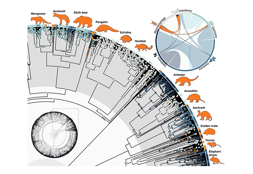 אכילת נמלים התפתחה לפחות 12 פעמים שונות במחלקת היונקים, לרוב ממינים אוכלי חרקים, לעתים גם ממינים אוכלי בשר. עץ אבולוציוני שמראה את המינים אוכלי הנמלים | Vida, Calamari, & Barden/NJIT